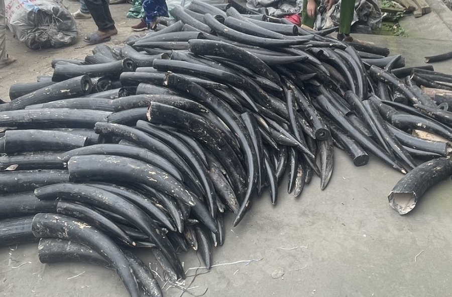 Phát hiện gần 1,6 tấn ngà voi nhập lậu từ châu Phi về Cảng Lạch Huyện